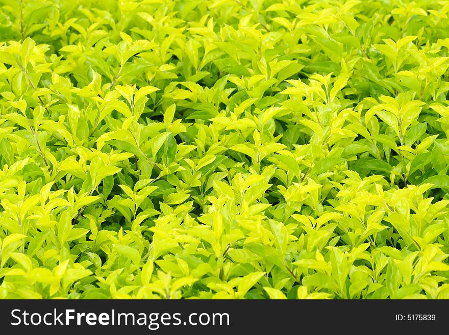 Fresh leaves pattern for background or wallpaper