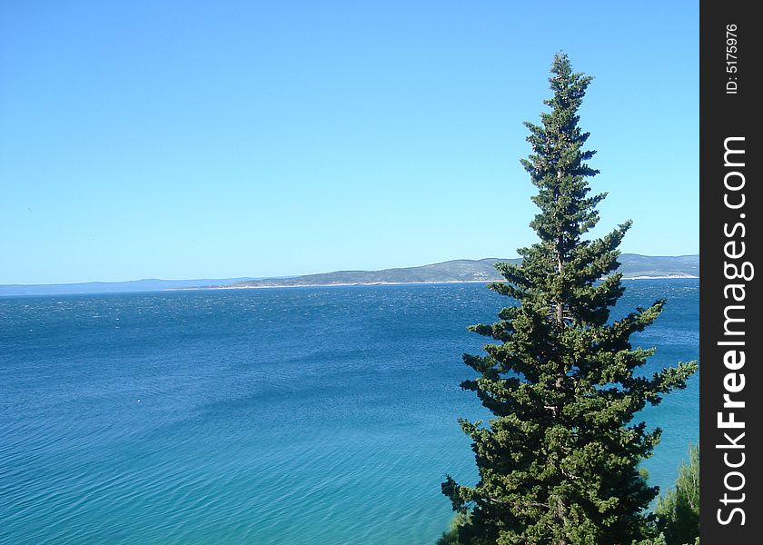 Pine And Sea