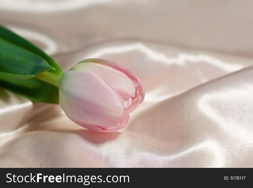 Soft pink tulip on shiny pink silk