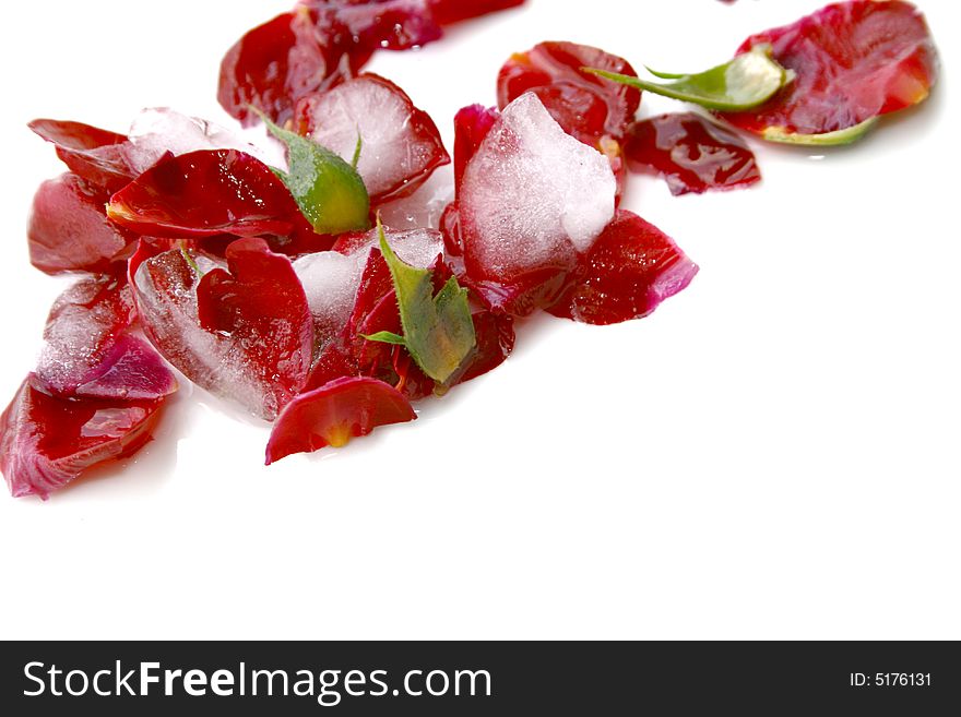 Frosted petals from a rose. Frosted petals from a rose