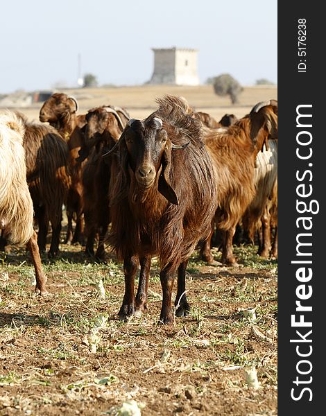 A landscape fiield with goats in front. A landscape fiield with goats in front