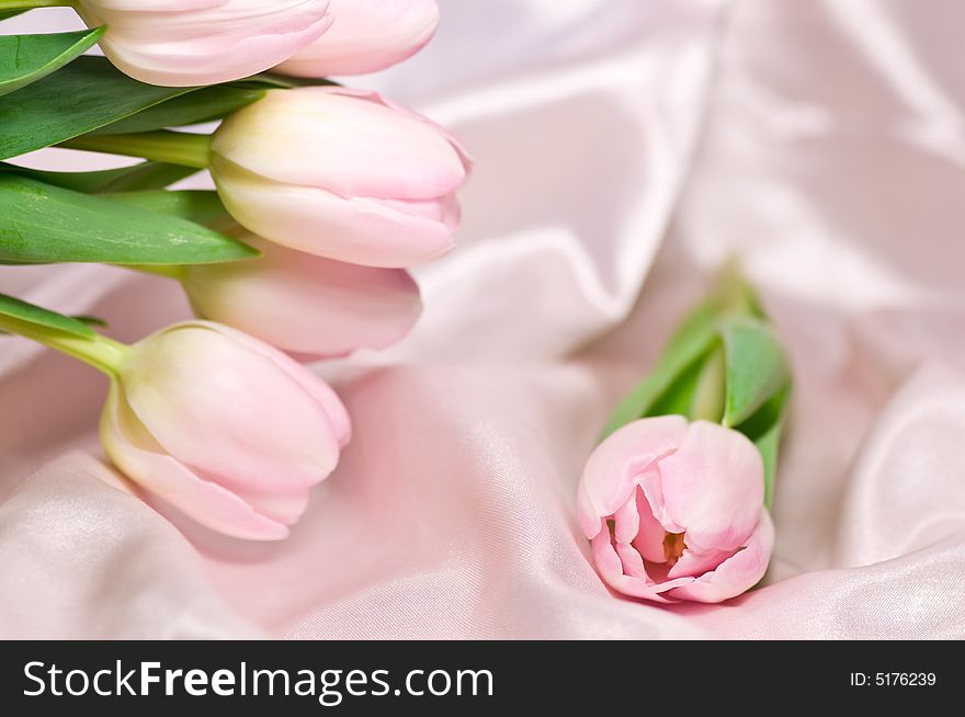 Fresh pink tulips on shiny silk. Fresh pink tulips on shiny silk