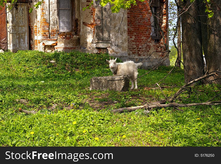 Goat At The Churchs Ruins