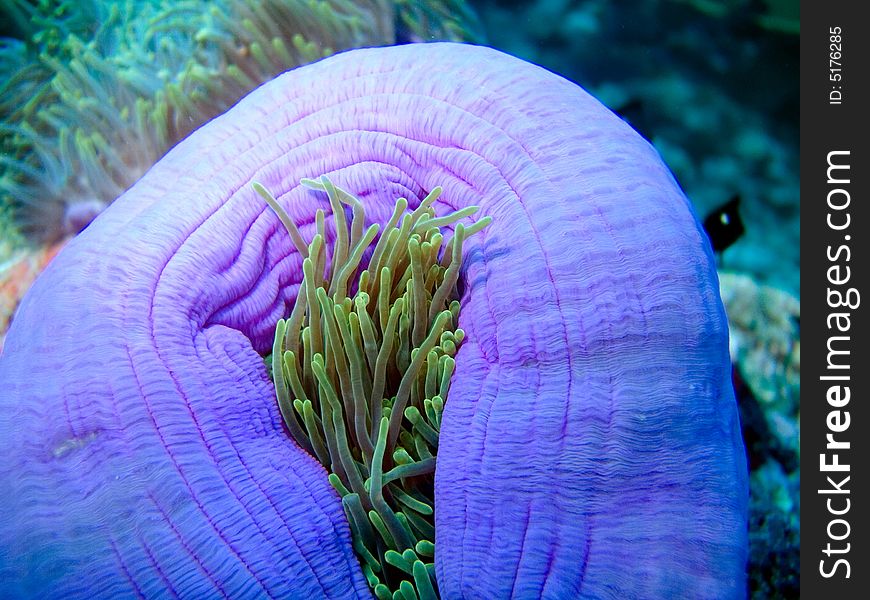 Blue Anemone in Indian ocean