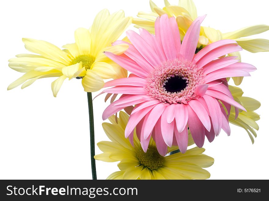 High key pink and yellow flowers on white. High key pink and yellow flowers on white