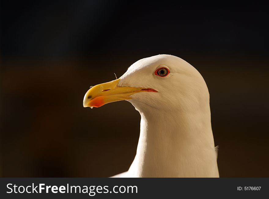 White beauty gull portrait on dark background