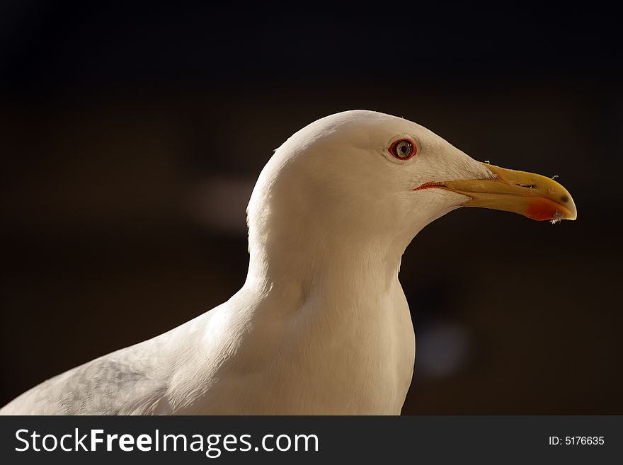 Beauty Gull Portrait