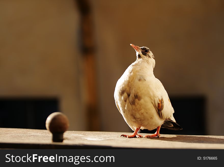 Portrait of light beauty majestic pigeon on dark background. Portrait of light beauty majestic pigeon on dark background