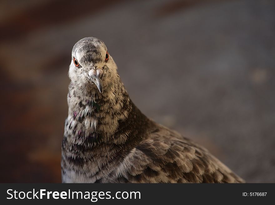 Majestic pigeon portrait