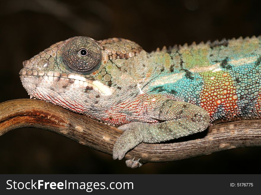 Male young panther chameleon fucifer pardalis on a branch