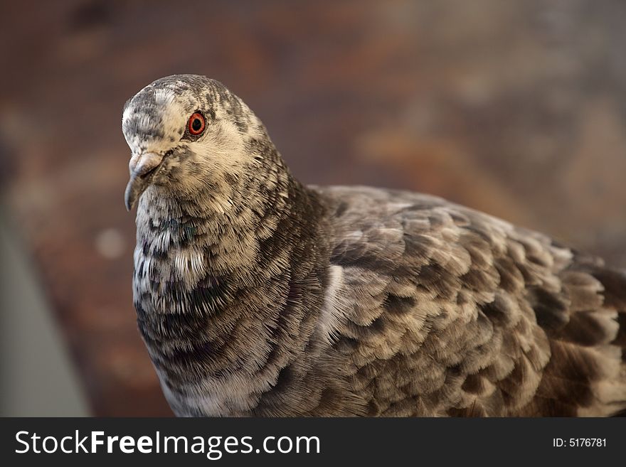 Portrait of light beauty majestic pigeon on dark background