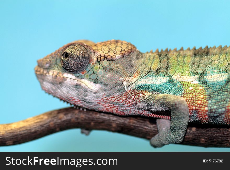 Male young panther chameleon fucifer pardalis on a branch