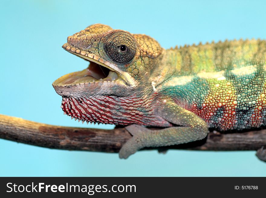 Male young panther chameleon fucifer pardalis on a branch