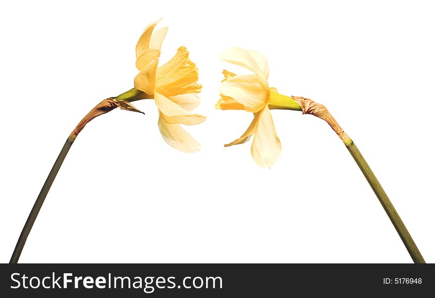 2 Yellow flowers on white background.