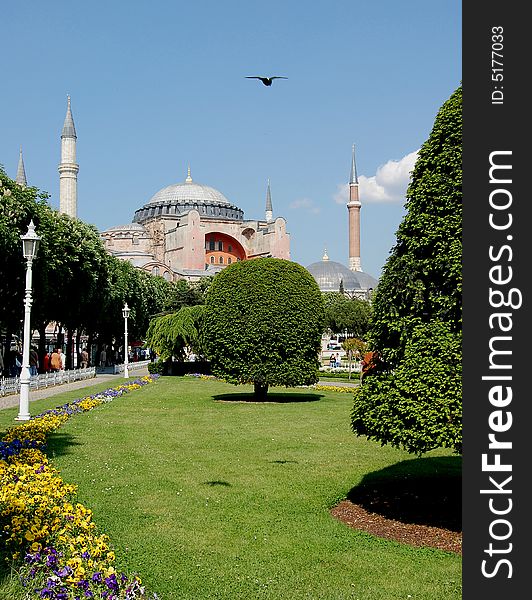 Pink Byzantine church Hagia Sophia converted to mosque by the Ottomans by addition of 4 minarets, viewed behind green trees and grass with yellow pansies against the blue sky with a dove at flight. In Sultanahmet, Istanbul. Pink Byzantine church Hagia Sophia converted to mosque by the Ottomans by addition of 4 minarets, viewed behind green trees and grass with yellow pansies against the blue sky with a dove at flight. In Sultanahmet, Istanbul.