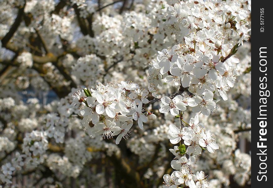 Cherry plum tree blossoms in spring