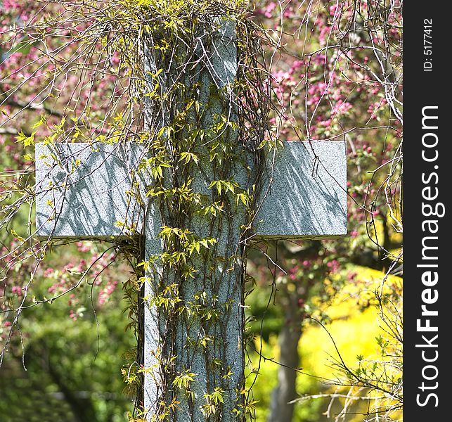 Cross draped in vines, with cherry trees and forsythia in the background.