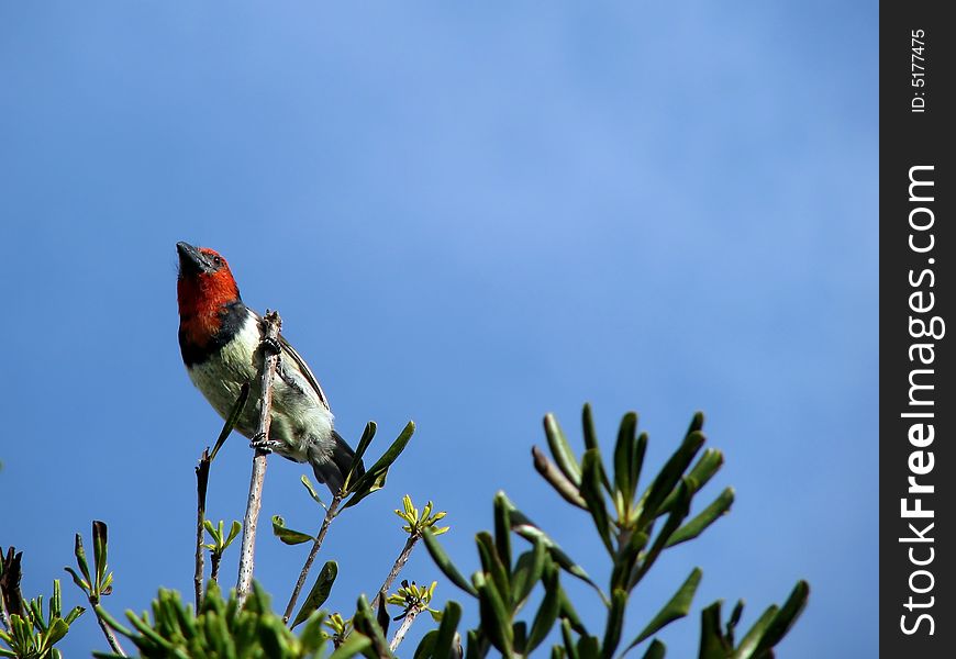 Black-collared Barbet In Tree