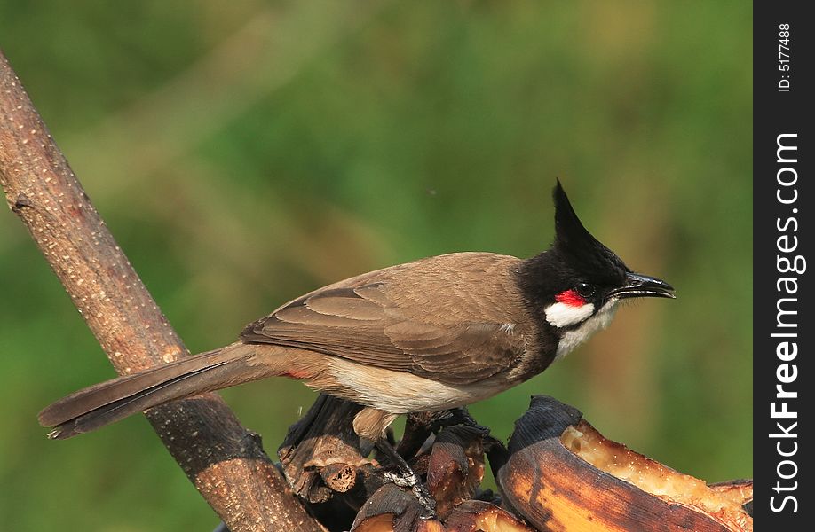 Red Whiskered Bulbul. Colourful bird,whitish chest,grey/brown wings & back, black cap with vertical tuft on top, red whiskers and butt, white cheeks. Red Whiskered Bulbul. Colourful bird,whitish chest,grey/brown wings & back, black cap with vertical tuft on top, red whiskers and butt, white cheeks.