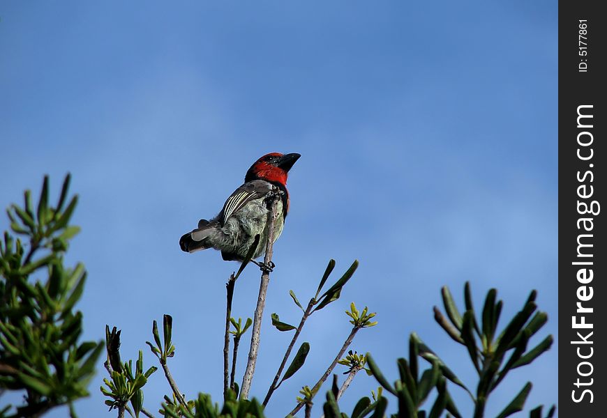 Black-collared Barbet Perched On Branch