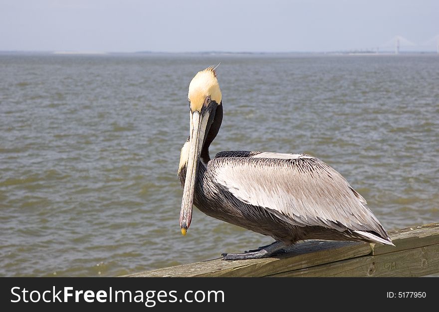 A yellow headed pelican on a pier looking at camera. A yellow headed pelican on a pier looking at camera