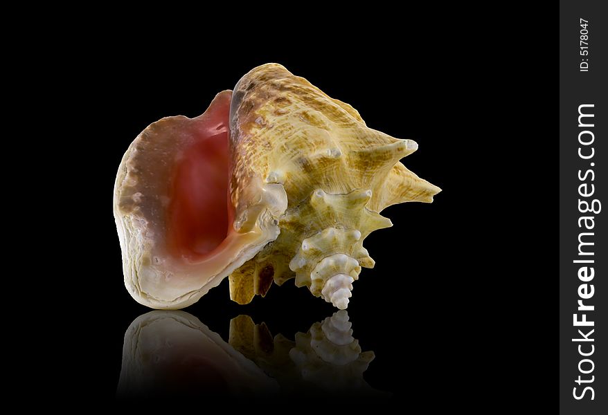 Sea shell on black background with mirrored reflection