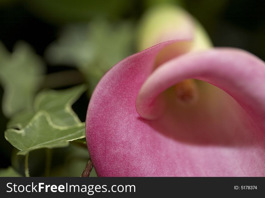 Close up of a bright pink Cala Lily and ivy