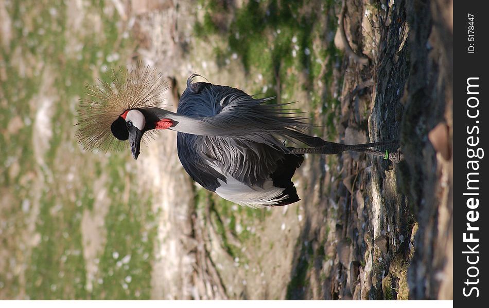 Portrait of a crowned crane in park