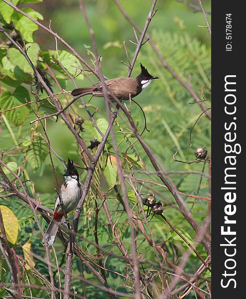 Red Whiskered Bulbul. Colourful bird,whitish chest,grey/brown wings & back, black cap with vertical tuft on top, red whiskers and butt, white cheeks. Red Whiskered Bulbul. Colourful bird,whitish chest,grey/brown wings & back, black cap with vertical tuft on top, red whiskers and butt, white cheeks.