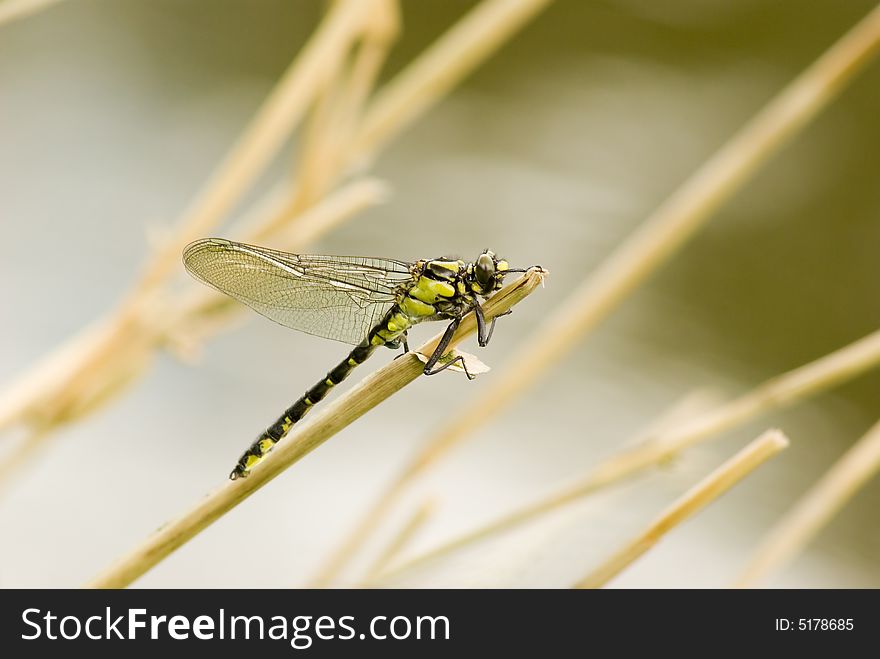 Black and yellow dragonfly by the river. Close up.