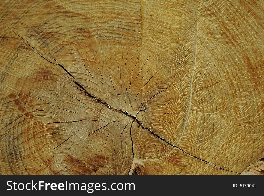 Wooden structure - detail of cutted tree