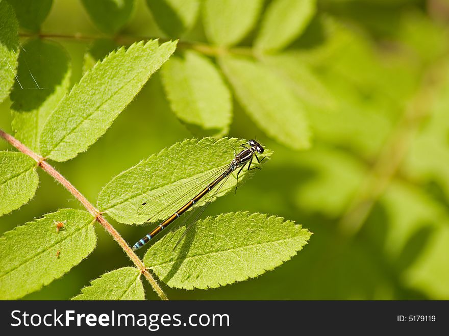 Dragonfly on the green leaf, close up.