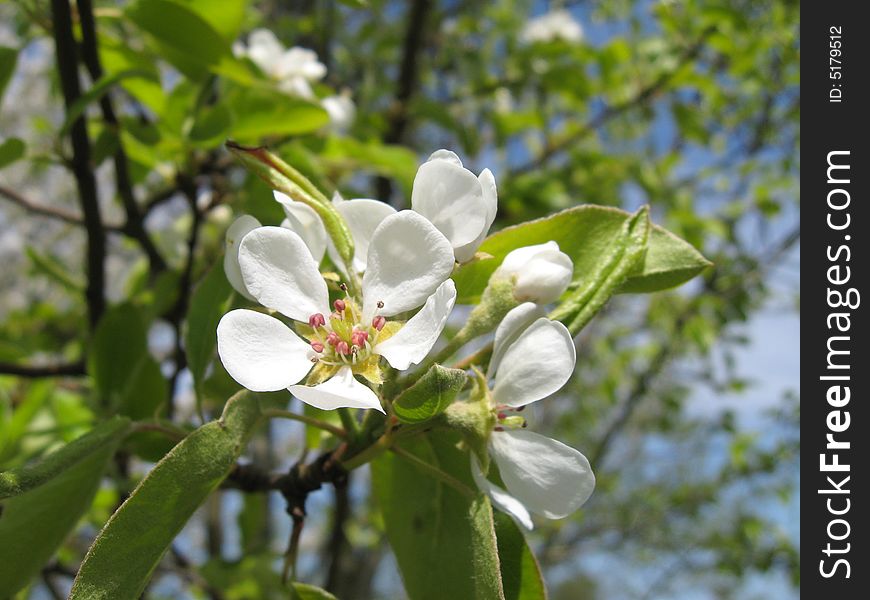 The pear-tree blossoms in the spring , close up. The pear-tree blossoms in the spring , close up