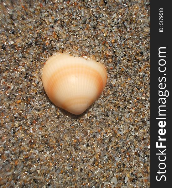 Collecting Shells at the Beach on Holiday. Collecting Shells at the Beach on Holiday