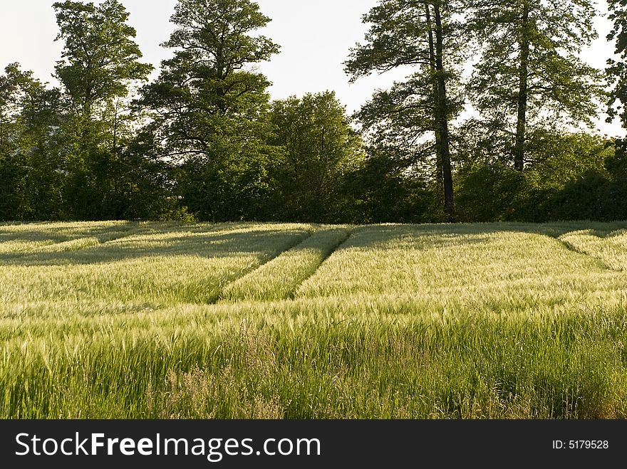 Corn field and wheat crop.