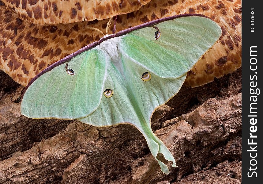 Luna Moth On Fungus