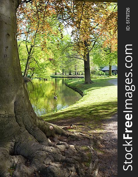 Old tree near water in spring park. Old tree near water in spring park