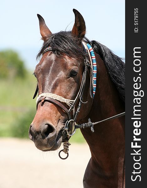 Horse portrait.Horse farm,Nice clean horse stables. Good lighting and color. Great detail.