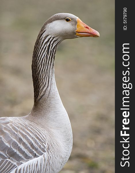 Portrait of a domestic goose on a farm. Portrait of a domestic goose on a farm