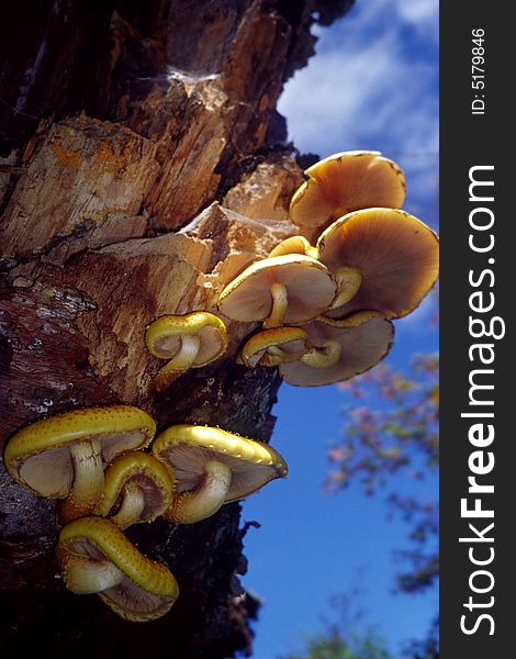 Beautiful mashroom growing on a tree, southeast of china