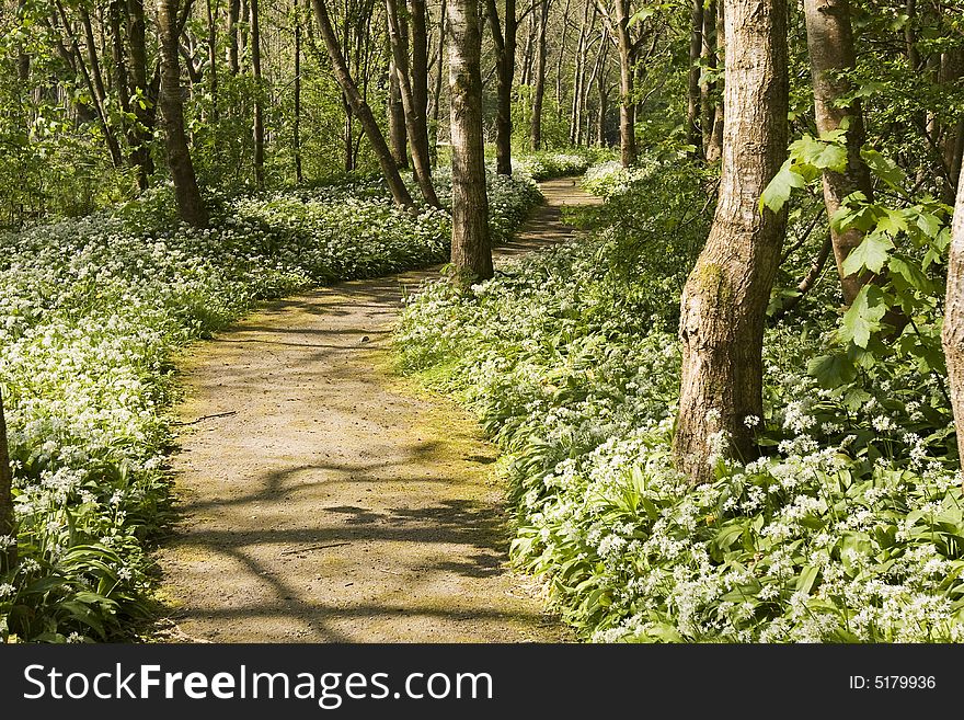 Path In Forest With White Flowers