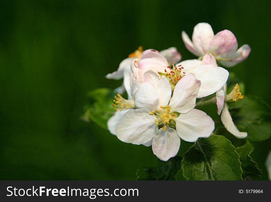 Nice spring flower of apple tree. Nice spring flower of apple tree.