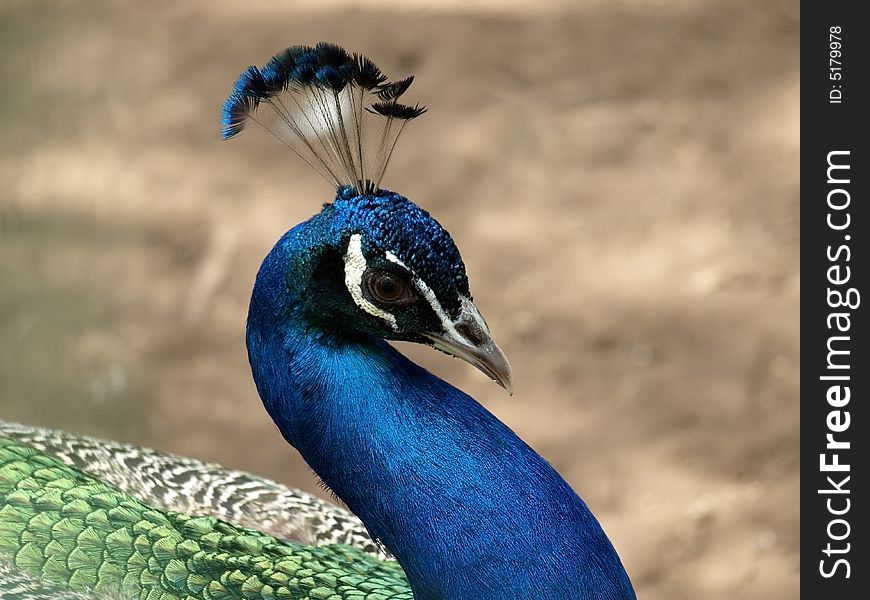 Indian peacock (Pavo cristatus). This image has been converted from a RAW-format.