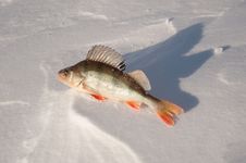 Freshwater Fish Perch Stock Photography Freshwater Fish Perch Stock Photography