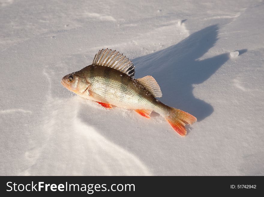 River fish caught in winter on the lake. River fish caught in winter on the lake.