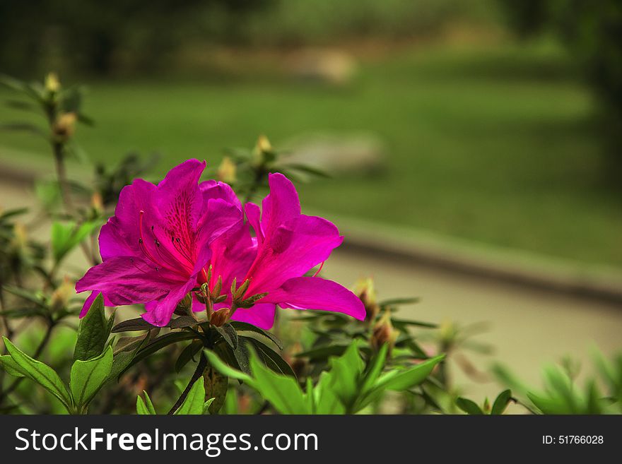 The spring season, blooming azalea, pink flowers, green branches and leaves foil, along with background, beautify the environment. The spring season, blooming azalea, pink flowers, green branches and leaves foil, along with background, beautify the environment.
