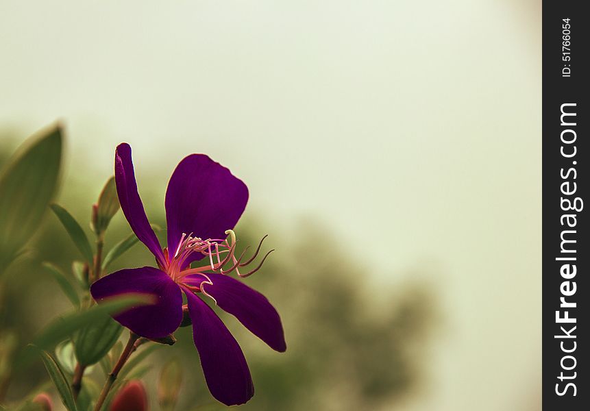 Spring season, blooming flowers more wild peony, purple flowers and small branches, the green leaves foil, along with background, beautify the environment. Spring season, blooming flowers more wild peony, purple flowers and small branches, the green leaves foil, along with background, beautify the environment.