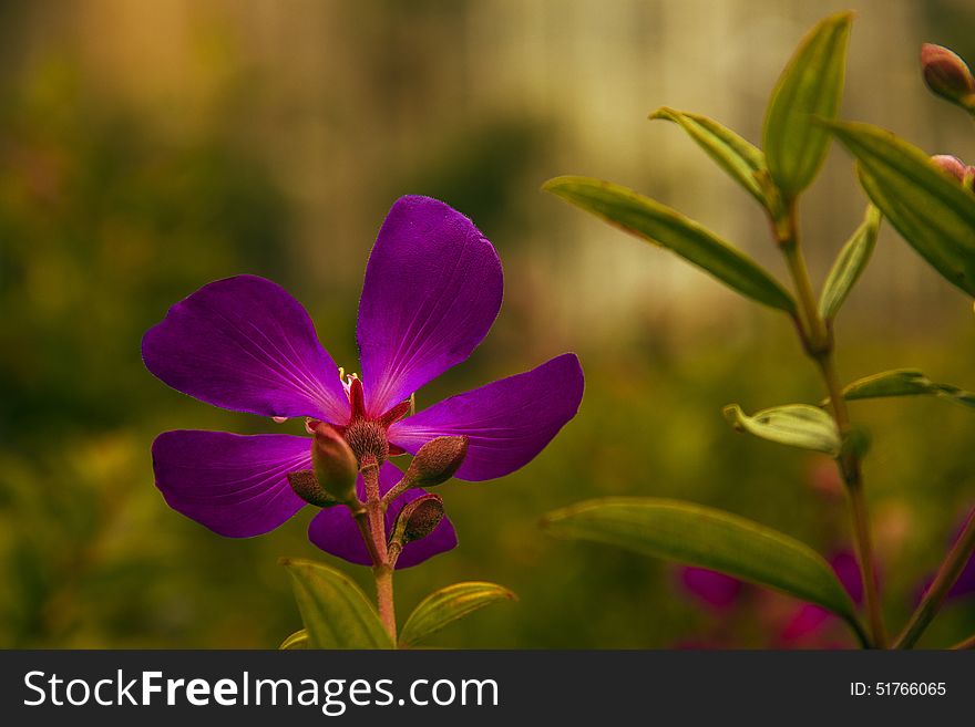 Spring season, blooming flowers more wild peony, purple flowers and small branches, the green leaves foil, along with background, beautify the environment. Spring season, blooming flowers more wild peony, purple flowers and small branches, the green leaves foil, along with background, beautify the environment.