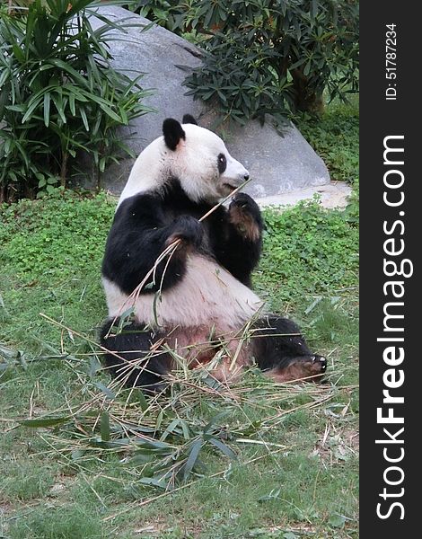 A giant panda is eating bamboos at Ocean Park in Hong Kong. A giant panda is eating bamboos at Ocean Park in Hong Kong