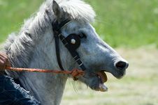 Horse Head-Pony Stock Photos Horse Head-Pony Stock Photos
